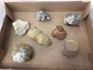 lot 212 image: Group Fossil Specimens