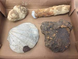 lot 213 image: Group Fossils - Shells