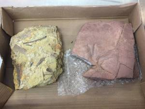 lot 214 image: 2 Larger Fossil Specimens