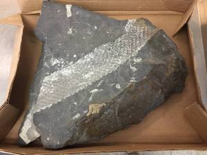 lot 215 image: Larger Serpent-Like Fossil