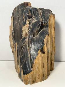 lot 82 image: Stunning 2 lbs. 9 oz. Piece of Petrified Wood, Absolutely Beautiful