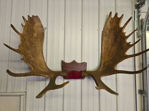 lot 1 image: Large Genuine Moose Antler Mount