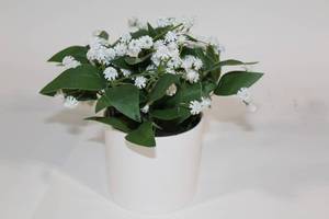 lot 12 image: Artificial Plant in White Pot with White Flowers
