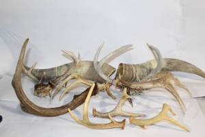 lot 229 image: Collection of Vintage Antlers and Polished Horns