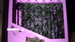 lot 111 image: hedge slates for chaiin link fence ...