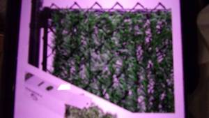 lot 112 image: hedge slates for chaiin link fence ...