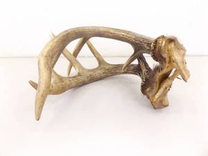 lot 9 image: Sinew Connected Set of Deer Antlers 