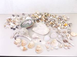 lot 99 image: Large Lot of Sea Shells, Clam Shells, Conch Shells, etc.