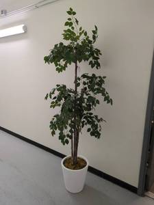 lot 24P image: Artificial Ficus Tree in White Planter 6ft Decor