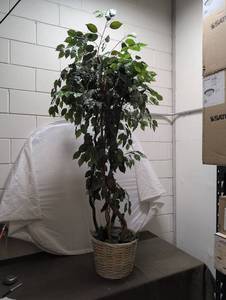 lot 25 image: Artificial Potted Tree 6ft Indoor Decor