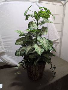 lot 26 image: Artificial Variegated Plant in Woven Basket