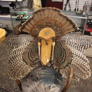 lot 7 image: Taxidermy Turkey Mount