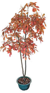 lot 189 image: Lovely Faux Autumn Tree