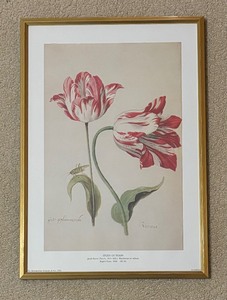 lot 97B image: Study of Tulips Print by Jacob Marrel