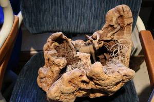 lot 502 image: petrified wood display...