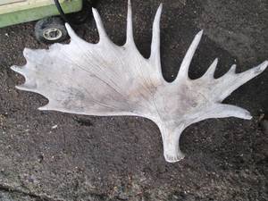 Single side of a Moose antler rack...