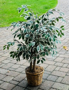lot 68 image: Bachmans Artificial Variegated Ficus Plant