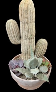 lot 66 image: Vintage Cactus Plant Decor