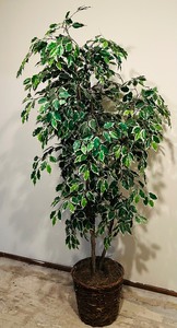 lot 50 image: Pretty 7 Foot Variegated Ficus Tree