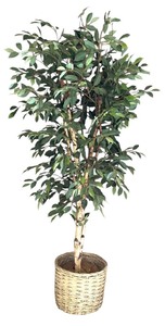 lot 122 image: Vickerman Green Artificial Tall Ficus Tree with Woven Pot