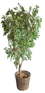 lot 121 image: Faux Ficus Tree with Wicker Pot