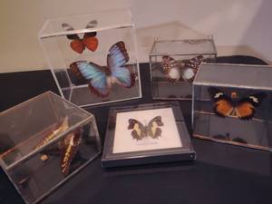 lot 131 image: Shadow Box Butterflies