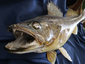 BEAUTIFUL WALLEYE MOUNT