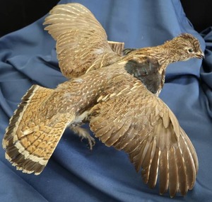 lot 2 image: ROUGHED GROUSE WALL MOUNT