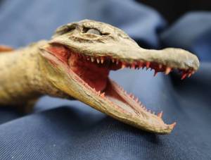 lot 3 image: BABY ALLIGATOR