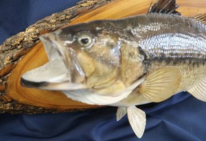 lot 5 image: BEAUTIFUL BASS MOUNT