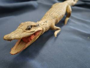 lot 6 image: BABY ALLIGATOR