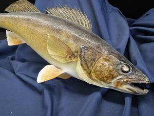 lot 7 image: GIANT MN MOUNTED WALLEYE