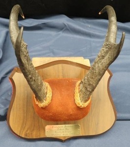 lot 17 image: PRONG HORN ANTELOPE  MOUNT