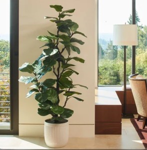 lot 49 image: Faux 6.5 Fig Tree MSRP - $170