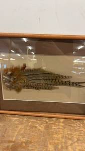 lot 280 image: Framed Pheasant Feather Display in Wood Frame
