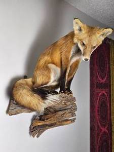 lot 7 image: Taxidermy Pitched Red Fox Wall Mount
