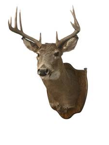 lot 384 image: Vintage 1980 Whitetail Deer Head Mount in Nice Condition