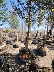 lot 61 image: Red Maple