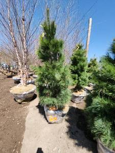 lot 66 image: White Pine B&B - 6