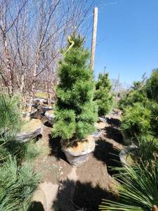 lot 67 image: White Pine B&B - 6