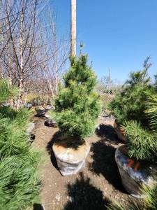 lot 68 image: White Pine B&B - 6