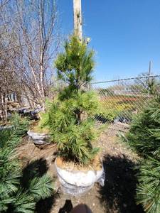 lot 69 image: White Pine B&B - 6