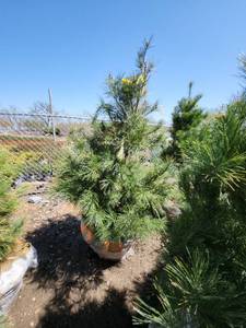 lot 70 image: White Pine B&B - 6