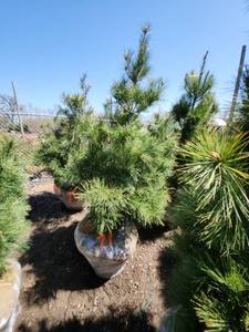 lot 71 image: White Pine B&B