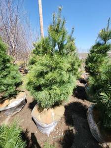 lot 72 image: White Pine B&B