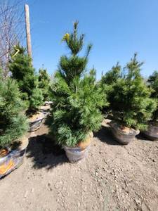 lot 73 image: White Pine B&B