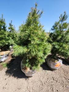 lot 74 image: White Pine B&B