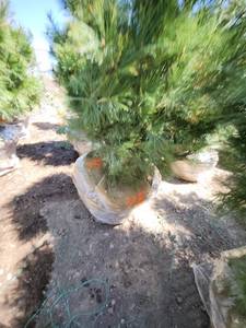 lot 75 image: White Pine B&B