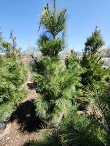lot 76 image: White Pine B&B