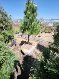 lot 77 image: White Pine B&B